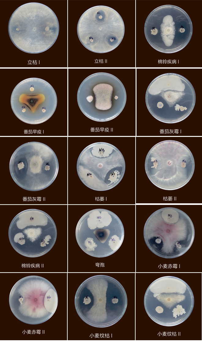 技術(shù)效果展示.jpg